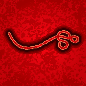 Ebola Virus in Color